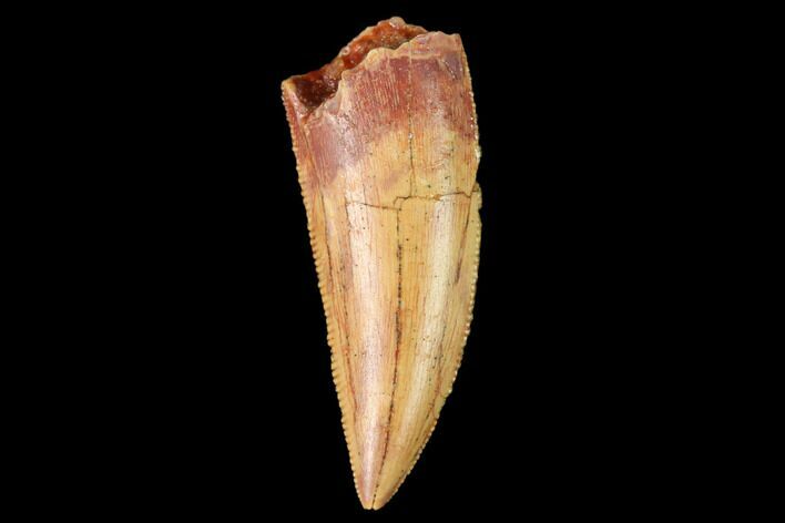 Serrated, Raptor Tooth - Real Dinosaur Tooth #159008